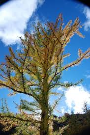 Image result for larch tree