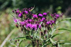 Image result for Vernonia praecox
