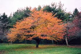 The only difference into telling this species from other flowering small trees like prunus, malus, and other member of the apple family is by the branching pattern which is distinct and look. Hawthorn Fairfax Gardening