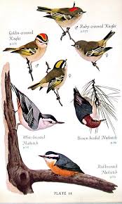 Birds Of North Carolina Book From An Audubon 1949 Book On Birds Of North America Cave Swallow Ruby Crowned Kinglet Carolina By Mysunshinevintage Birds Audubon Birds Bird Art
