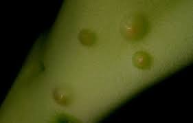 Image result for Orbea melanantha