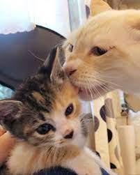 Stray Kitten Found Without A Mom Finds Love In 5 Other Cats At Foster Home Love Meow Kitten Cats And Kittens Cats