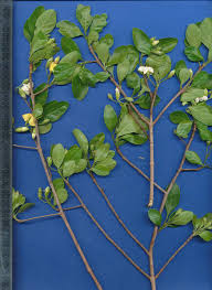 Image result for Catunaregam