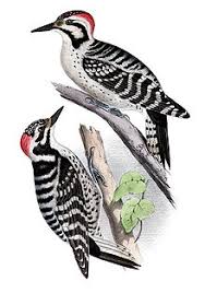 We did not find results for: Ladder Backed Woodpecker Wikipedia