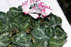 In the south, people tend to think of magnolias as the very large shrubs (or trees) with leathery, evergreen leaves and huge white flowers that bloom in the summer. Cyclamen Persicum Metis Select Victoria Cultivar With Smaller Plant With Dark Green Leaves With Silver Mottlings Small White Flowers With Crinkled Pink Margin Lasting For Longer Time Stock Photo Picture And Royalty