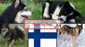 Read on to find out more about dog sledding finland. Finnish Dog Breeds Youtube