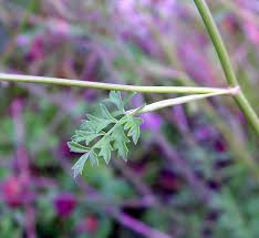 Image result for Galiniera saxifraga