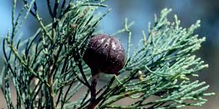 Image result for Callitris