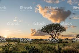 Nature of africa, safari, noon. Various View Of The Beautiful Landscapes Of South Africa Stock Images Free Landscape Beautiful Landscapes