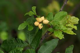 Image result for Lecaniodiscus