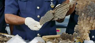 Maybe you would like to learn more about one of these? Malaysia Seizes Pangolins Scales Moving Through Mail Centre Wildlife Trade News From Traffic