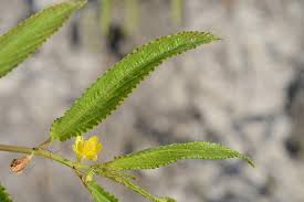 Image result for Corchorus olitorius