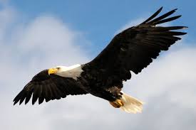 Bald Eagle Soaring Types Of Eagles Bald Eagle Different Types Of Eagles