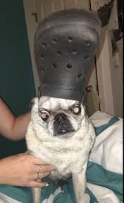 Duty superintendent james o'brien said the woman, who had just moved from interstate, was walking her dogs at a park at durack, in palmerston, about 9:00am on saturday. 33 Dogs With Crocs On Their Heads Ideas Funny Animals Animal Memes Cute Animals