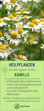 Die 10 Besten Heilpflanzen Aus Dem Eigenen Garten Plantura Heilpflanzen Kamille Pflanzen Pflanzen