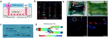 The stress laid (a) upon personal experimenting, planning, and reinventing in connection with the textile work. Healthy And Diseased In Vitro Models Of Vascular Systems Lab On A Chip Rsc Publishing
