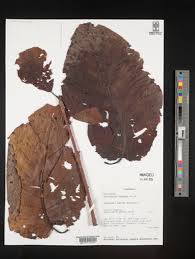 Image result for Burttdavya