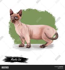The minskin looks something like the corgi of the cat world, with its short legs and stocky body. Minskin Cat Crossing Image Photo Free Trial Bigstock