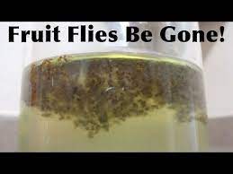 Natural Ways To Get Rid Of Flies Home Remedies Fruit Flies Fruit Fly Trap Get Rid Of Flies