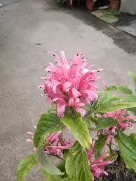 Image result for Justicia carnea