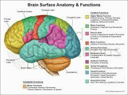 Brain anatomy, the brain is composed of more than a thousand billion neurons. Labelled Diagram Of Brain Koibana Info Brain Anatomy Brain Diagram Brain Anatomy And Function