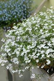 Lobelia Waterfall White Sparkle White Gardens Container Plants Perrenials
