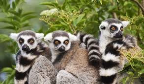 The first people arrived in madagascar between 350 bc and 550 ad from borneo on outrigger canoes. Madagascar Lemur Fever Madagascar Tours Luxury Travel