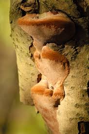 Image result for Phellinus pomaceus