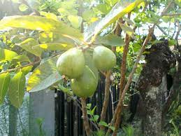 A fruit tree is a tree which bears fruit that is consumed or used by animals and humans — all trees that are flowering plants produce fruit, which are the ripened ovaries of flowers containing one or more seeds. When Do Guava Trees Fruit How Long Until Guava Trees Produce Fruit