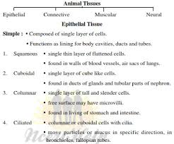 structural organisation in animals ncert notes download pdf