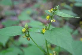 Image result for Triumfetta annua