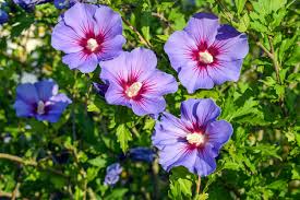 Image result for Hibiscus syriacus Violet Clair Double