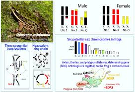 Webmd explains risk factors and preventive measures you can take to lower your odds of having a national institute of neurological disorders and stroke: Taiwanese Frog Has Six Sex Chromosomes Explore Presentations Insurancehint