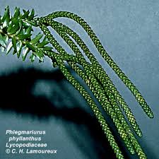 Image result for Lycopodiaceae