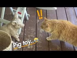 If You Love Cats So Much This Video Is For You Watch This Cute And Funny Moment Of Cat And Kittens Filling Joy In Scared Cat Cute Funny Pics Funny