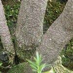 Image result for Solanecio