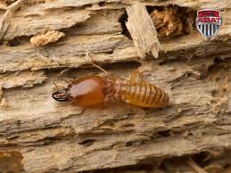 We did not find results for: Comment Lutter Contre Les Termites Au Quebec