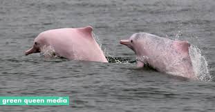 Mereka memiliki rasa ingin tahu yang tinggi, mempunyai ikatan yang kuat dalam kelompok mereka. Lucunya Lumba Lumba Pink Langka Yuk Lihat Tingkahnya