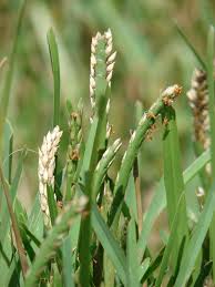 Augustine grass (stenotaphrum secundatum walt. kuntze) is a dense, hardy grass that adapts. St Augustine Grass Stenotaphrum Secundatum Feedipedia