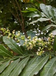 Image result for Filicium decipiens