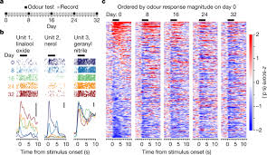 We even have an urgent delivery option for short essays, term papers, or research papers needed within 8 to 24 hours. Representational Drift In Primary Olfactory Cortex Nature