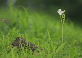 Image result for Habenaria adolphi