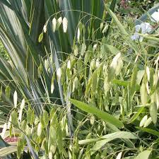 Image result for Chassalia parvifolia