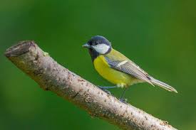 Image result for Kohlmeise vogelhouse