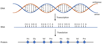 Dna = atgtcgtacgtttgacgtagag print(dna first:, dna) newdna = mutate(dna, {a: How Gene Mutations Change Your Ability To Taste Lesson Plan