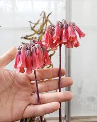 Lucky Bells Mother Of Thousands Kalanchoe Flowers Lucky Bell Hair Accessories