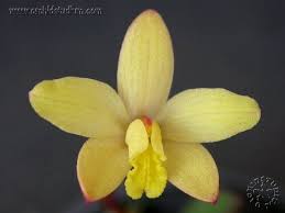 Image result for Habenaria tentaculigera