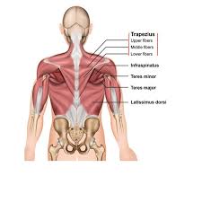 Jan 20, 2018 · the trapezius muscle is a postural and active movement muscle, used to tilt and turn the head and neck, shrug, steady the shoulders, and twist the arms. Trapezius Origin Insertion Action And Innervation The Wellness Digest
