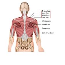 Muscle anatomy of the rhomboid major and rhomboid minor includes origin, insertion, action, innervation and vascular supply. Chest Shoulder Upper Back Anatomy The Wellness Digest