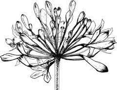 Image Result For Agapanthus Drawing Schmucklilie Blumenzeichnung Zeichenvorlagen